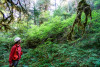 Pacific Northwest Permanent Sample Plot Program, Field work 2018