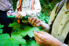 Pacific Northwest Permanent Sample Plot Program, Field work 2018