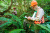 Pacific Northwest Permanent Sample Plot Program, Field work 2018