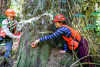 Pacific Northwest Permanent Sample Plot Program, Field work 2018