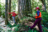 Pacific Northwest Permanent Sample Plot Program, Field work 2018