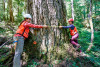 Pacific Northwest Permanent Sample Plot Program, Field work 2018