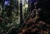 Pacific Northwest Permanent Sample Plot Program, Field work 2018
