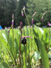 Bombus melanopygus on Dodecatheon jeffreyi