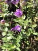 Bombus sp on Penstemon Cardwellii
