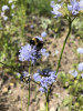 Bombus californicus on Gilia capitata