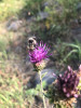 Bombus sp on Cirsium callilepis