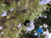 Bombus bifarius sleeping on Gilia capitata