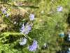Anthophora urbana on Gilia capitata