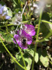 Bombus bifarius in Clarkia amoena