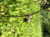 Bombus melanopygus on Dodecatheon jeffreyi
