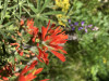 Dialictus rubiventris on Castilleja hispida
