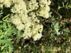 unknown bee species on Ligusticum grayii