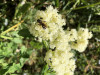 unknown bee species on Ligusticum grayii