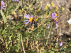 Megachile perihirta on Erigeron foliosus