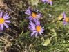 Megachile perihirta on Erigeron foliosus