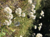 Bombus bifarius on Eriogonum nudum