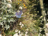 Plebejus sp on Eriogonum nudum