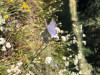 Plebejus sp on Eriogonum nudum