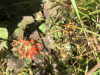 Dialictus rubiventris on Castilleja hispida