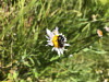 unknown bee species on Erigeron sp.