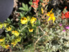 Dialictus sp on Potentilla glandulosa