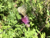 Parnassius sp on Cirsium callilepis