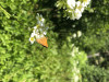 Ochlodes sylvanoides on Boykinia major