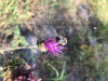 Bombus sp on Cirsium callilepis