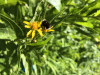 Bombus vosnesenskii on Senecio triangularis