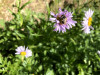 Bombus bifarius on Erigeron foliosus
