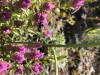 Bombus bifarius on Orthocarpus imbricatus