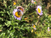 Apis mellifera on Erigeron foliosus
