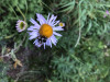 Bombus bifarius on Erigeron foliosus