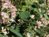 Steniola sp. on unknown flower