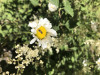unknown bee species on Erigeron sp.