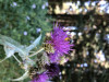 unknown bee species on Cirsium callilepis
