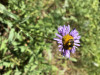 Megachilidae sp. on Erigeron foliosus