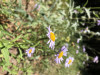 Megachilidae sp. on Erigeron foliosus