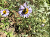 Megachilidae sp. on Erigeron foliosus