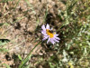 Megachilidae sp. on Erigeron foliosus