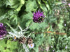 Bombus californicus on Cirsium callilepis