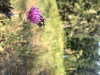 Bombus mixtus on Cirsium callilepis