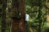 Discovery Tree