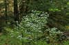 Pacific dogwood