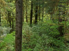 understory