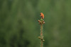 Rufous hummingbird