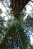 Lines for tree climbing