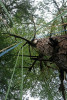 Lines for tree climbing