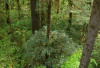 understory